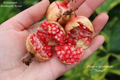Punica Nana (1)